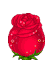la belle rose