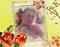 shahine24