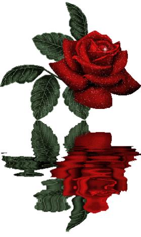 الورده الحمراء رمز للحب Picture