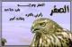 ������ ������� alsakr
