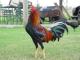 ������ ������� coq mila